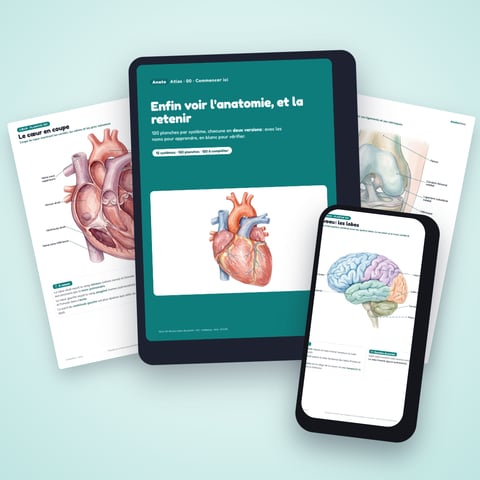 AnatoAtlas – 120 planches d'anatomie, avec les noms et à compléter