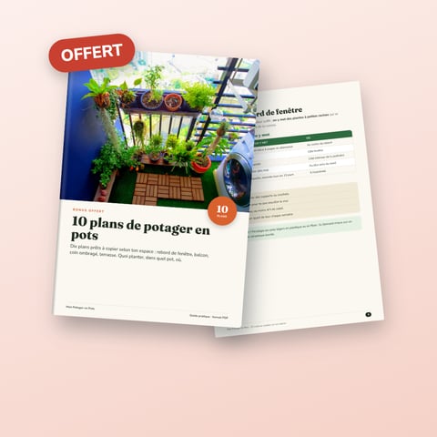 10 plans de potager en pots