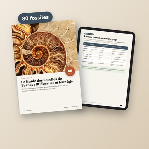 Le Guide des Fossiles de France : 80 fossiles et leur âge