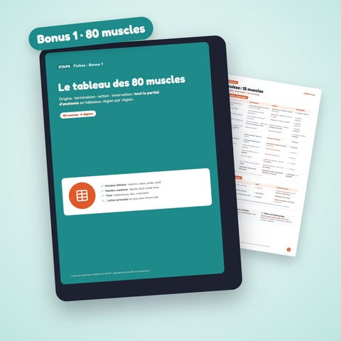 Le tableau des 80 muscles